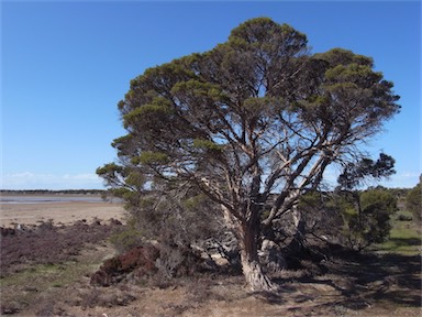 APII jpeg image of Melaleuca halmaturorum  © contact APII