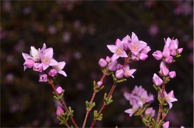 APII jpeg image of Boronia inornata  © contact APII