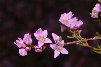 APII jpeg image of Boronia inornata  © contact APII