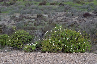 APII jpeg image of Argyranthemum frutescens subsp. foeniculaceum  © contact APII