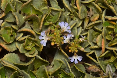 APII jpeg image of Scaevola crassifolia  © contact APII