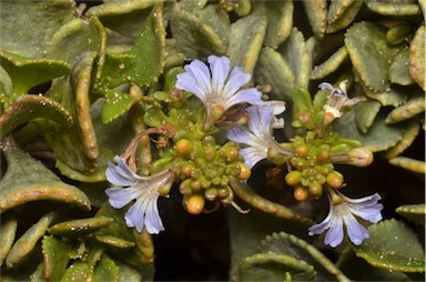 APII jpeg image of Scaevola crassifolia  © contact APII