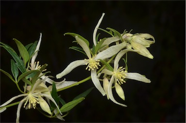 APII jpeg image of Clematis microphylla  © contact APII