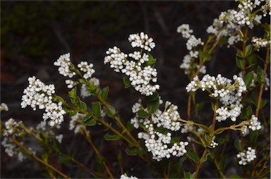 APII jpeg image of Logania ovata  © contact APII