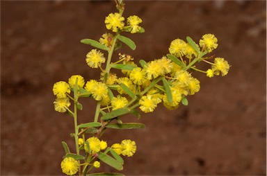 APII jpeg image of Acacia microcarpa  © contact APII