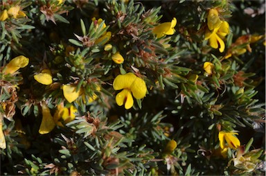 APII jpeg image of Pultenaea tenuifolia  © contact APII