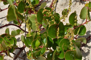 APII jpeg image of Muehlenbeckia adpressa  © contact APII