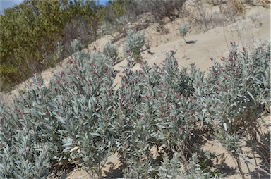 APII jpeg image of Atriplex cinerea  © contact APII