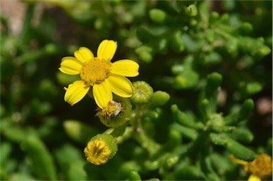 APII jpeg image of Senecio spanomerus  © contact APII