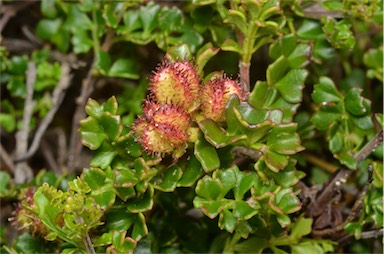 APII jpeg image of Dodonaea humilis  © contact APII