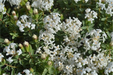 APII jpeg image of Pimelea glauca  © contact APII