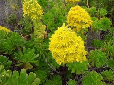 APII jpeg image of Aeonium arboreum  © contact APII