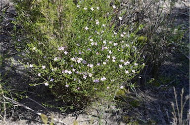 APII jpeg image of Boronia coerulescens subsp. coerulescens  © contact APII