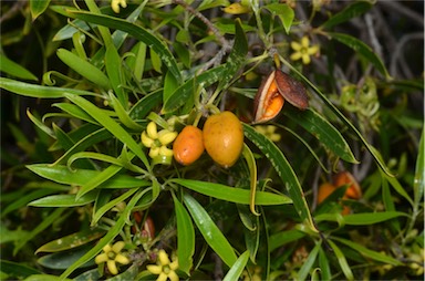 APII jpeg image of Pittosporum angustifolium  © contact APII