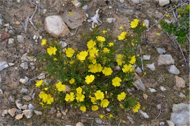 APII jpeg image of Hibbertia devitata  © contact APII