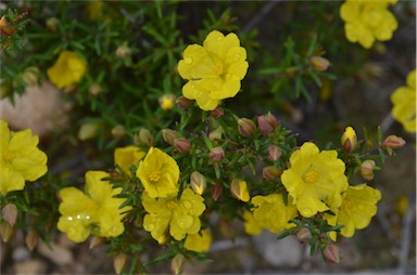 APII jpeg image of Hibbertia devitata  © contact APII