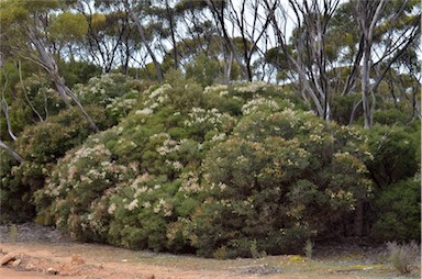 APII jpeg image of Melaleuca lanceolata  © contact APII