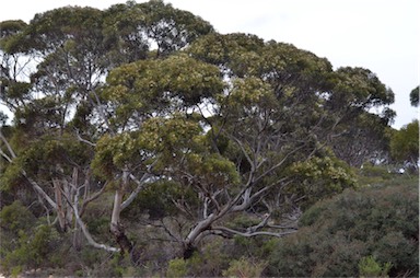 APII jpeg image of Eucalyptus gracilis  © contact APII