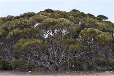 APII jpeg image of Eucalyptus gracilis  © contact APII