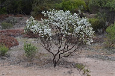 APII jpeg image of Olearia brachyphylla  © contact APII