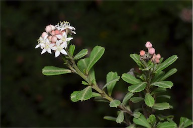 APII jpeg image of Pomaderris obcordata  © contact APII