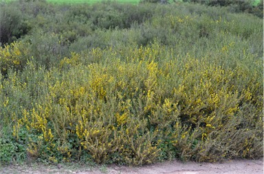 APII jpeg image of Acacia farinosa  © contact APII