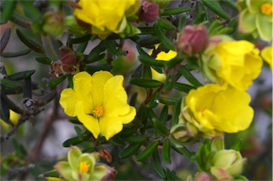 APII jpeg image of Hibbertia platyphylla subsp. major  © contact APII