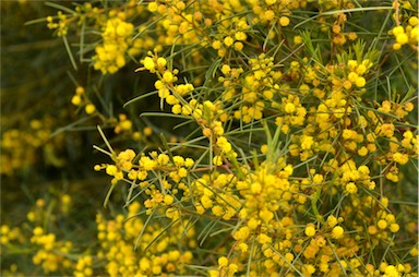 APII jpeg image of Acacia euthycarpa subsp. euthycarpa  © contact APII