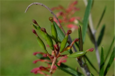 APII jpeg image of Grevillea aspera  © contact APII