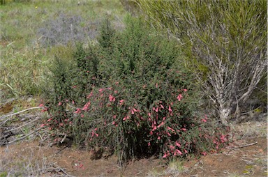 APII jpeg image of Prostanthera serpyllifolia subsp. microphylla  © contact APII