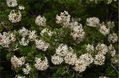 APII jpeg image of Pomaderris obcordata  © contact APII