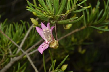 APII jpeg image of Eremophila alternifolia  © contact APII