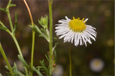 APII jpeg image of Brachyscome ciliaris var. lanuginosa  © contact APII