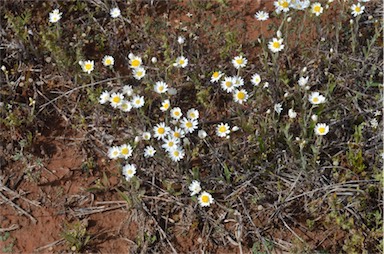 APII jpeg image of Rhodanthe corymbiflora  © contact APII