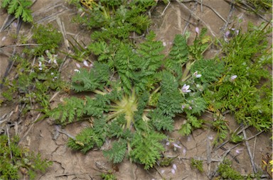 APII jpeg image of Erodium cicutarium  © contact APII