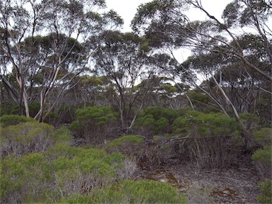 APII jpeg image of Eucalyptus gracilis  © contact APII