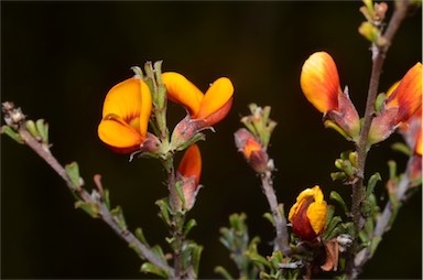 APII jpeg image of Pultenaea microphylla  © contact APII