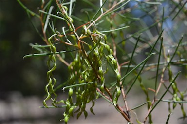 APII jpeg image of Acacia uncinella  © contact APII