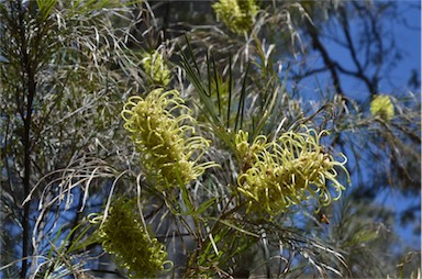 APII jpeg image of Grevillea whiteana  © contact APII