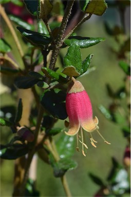 APII jpeg image of Correa 'Little Pink Belle'  © contact APII