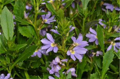 APII jpeg image of Scaevola 'Blue Print'  © contact APII