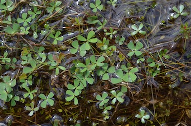 APII jpeg image of Marsilea costulifera  © contact APII