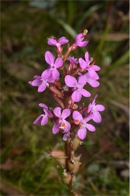 APII jpeg image of Stylidium armeria subsp. ameria  © contact APII