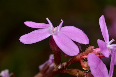 APII jpeg image of Stylidium armeria subsp. ameria  © contact APII