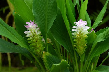 APII jpeg image of Curcuma australasica  © contact APII