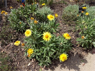 APII jpeg image of Xerochrysum frutescens  © contact APII