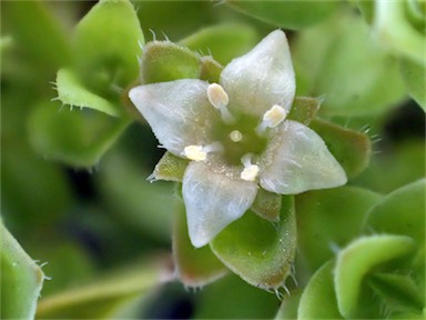 APII jpeg image of Mitrasacme serpyllifolia  © contact APII