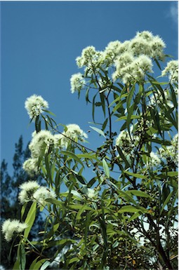 APII jpeg image of Eucalyptus curtisii  © contact APII