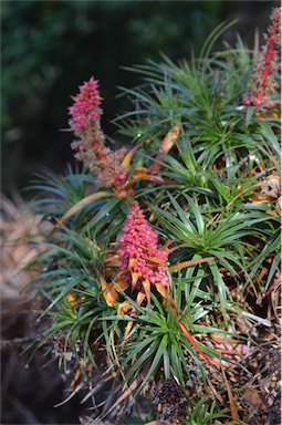 APII jpeg image of Richea x curtisiae  © contact APII