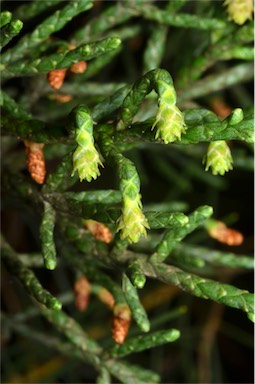 APII jpeg image of Athrotaxis cupressoides  © contact APII